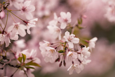 Close-up of pink cherry blossoms