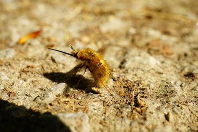 Close-up of insect on rock