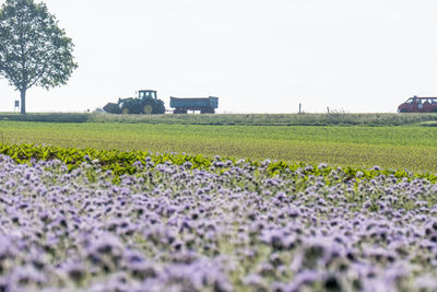 Scenic view of agricultural field against clear sky
