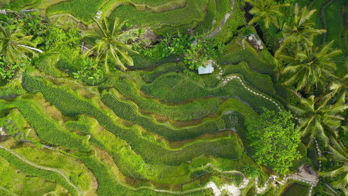 Drone view of rice plantation in bali with path to walk around and palms.rice terraces photos.