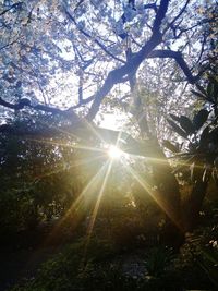 Sun shining through trees in forest