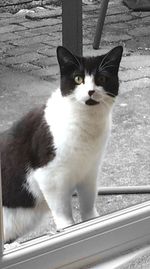 domestic cat
