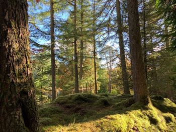 Pine trees in forest