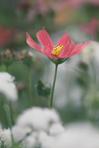 Close-up of yellow flower