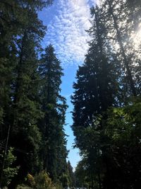 Low angle view of trees in forest against sky