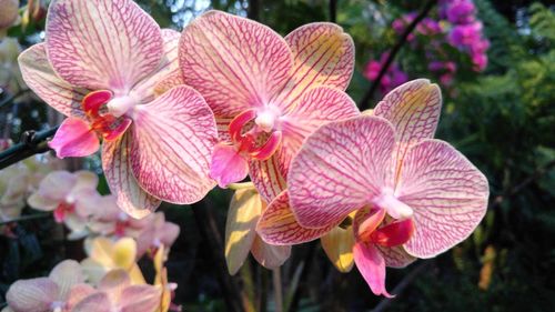 Close-up of pink orchid blooming outdoors