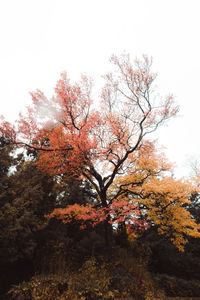 Low angle view of trees in forest against sky during autumn