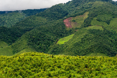 Nature mountains and trees in the rainy season
