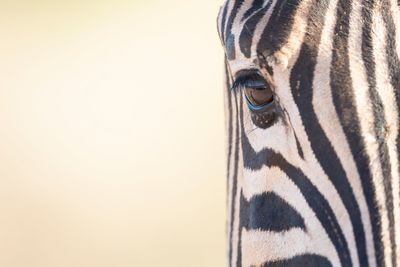 Close-up of a zebra