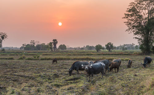 Horses grazing on field against sky during sunset