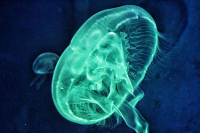 Close-up of jellyfish swimming in sea