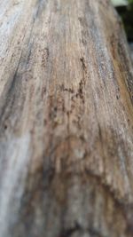 Close-up of wooden tree trunk