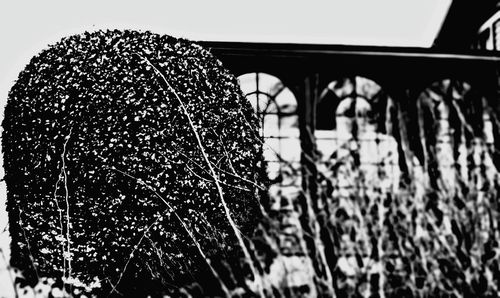 Close up of plant against blurred background