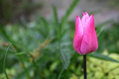 Close-up of pink flower blooming outdoors