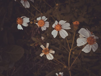 High angle view of white flowering plants