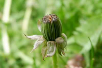 Close-up of flowering plant