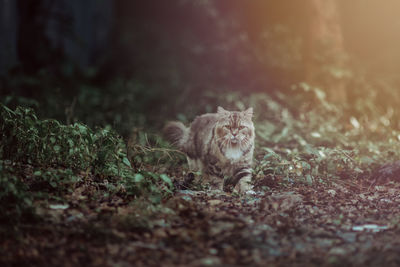 View of a cat on field