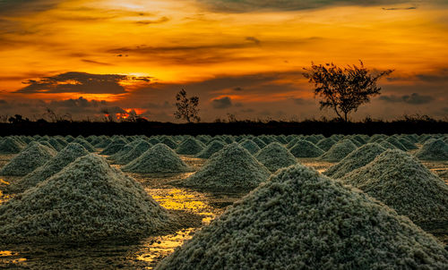 Salt farm in the morning with sunrise sky. organic sea salt. iodine salt. landscape.