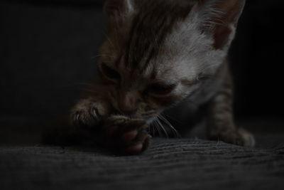 Close-up of a cat