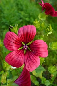 Close-up of pink flower