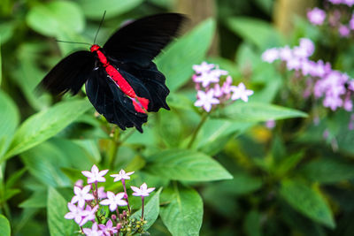 Close-up of butterfly pollinating on flower