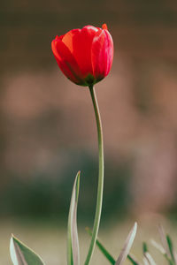 Close-up of red poppy flower