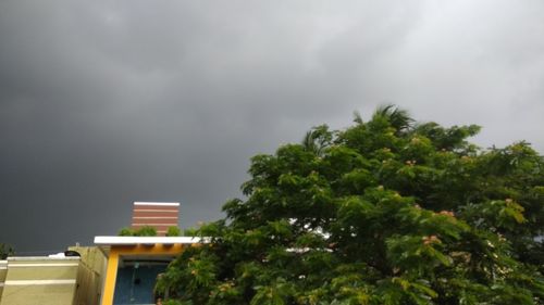 Low angle view of trees against sky