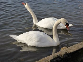 Swan floating on lake