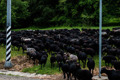 Flock of sheep on field