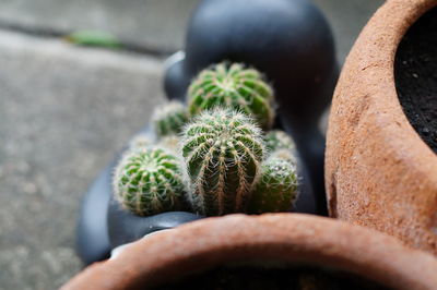 Close-up of succulent plant