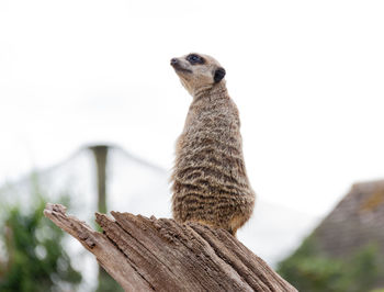 Low angle view of meerkaton wood against sky