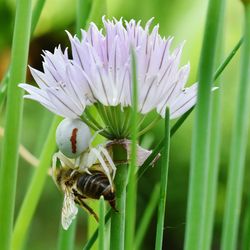 Close-up of bee on white flower