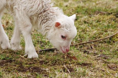 Close-up of a sheep on field