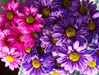 High angle view of pink flowering plants