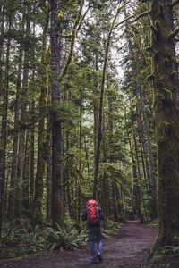 Rear view of people walking in forest