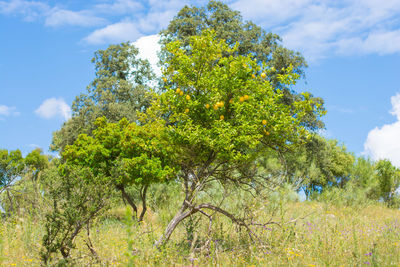 Trees on field against sky