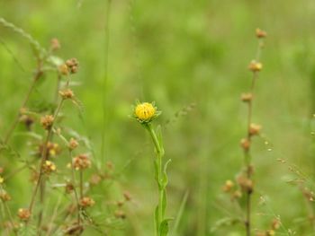 Close-up of yellow flowering plant on field