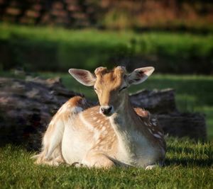 Portrait of deer on land