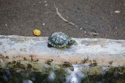 High angle view of tortoise in lake