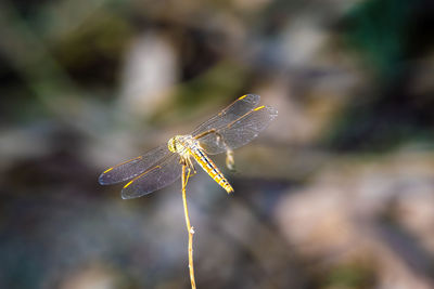 Close-up of dragonfly on flower