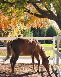 Horse standing on field during autumn