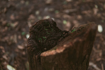 Close-up of tree trunk