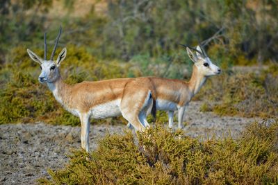 Deer on grass