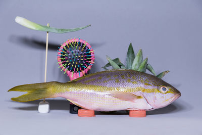 Close-up of fish toy against gray background