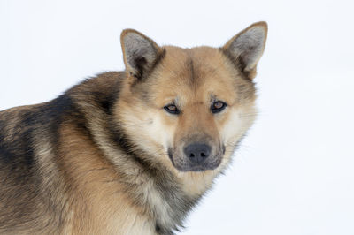 Close-up of a dog over white background