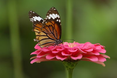 Close-up of butterfly pollinating on pink flower