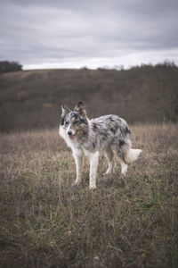 A border collie waits in the fields and smiles