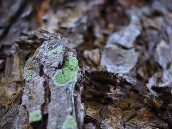 Close-up of mushroom growing on tree trunk