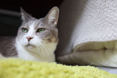 Close-up portrait of a cat