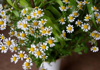 Close-up of white daisy flowers